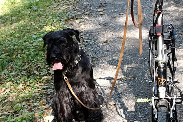 Vitali E-Klapprad zum Hunde Training