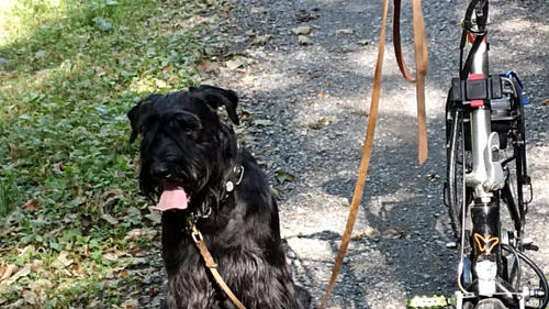 Vitali E-Klapprad zum Hunde Training Vitali E-Klapprad zum Hunde Training
