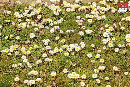 Gänseblümchen als Klimaschützer Orden anstecken Gänseblümchen als Klimaschützer Orden anstecken