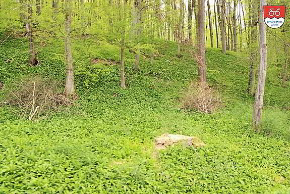 Bärlauchfelder am Jagstufer Bärlauchfelder am Jagstufer